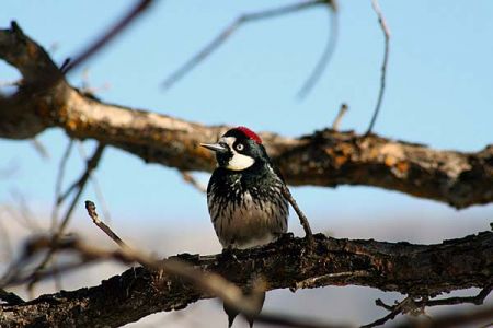 Acorn Woodpecker