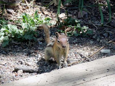 Chipmunk