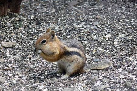 Chipmunk