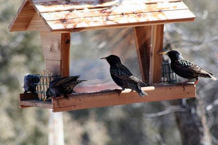 European Starlings