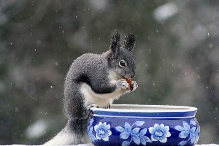 Gray Squirrel