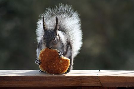 Gray Squirrel