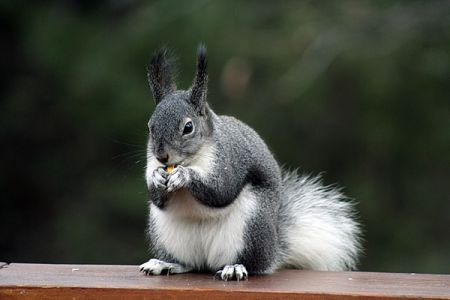 Gray Squirrel