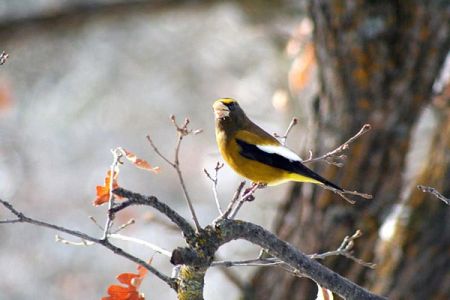 Grosbeak