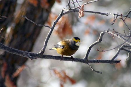 Grosbeak