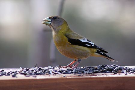 Grosbeak