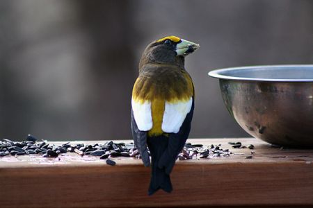 Grosbeak