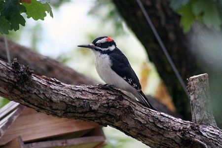 Hairy Woodpecker