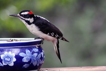 Hairy Woodpecker