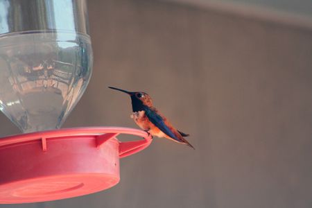 Hummingbirds