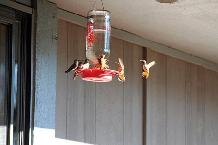 Hummingbirds