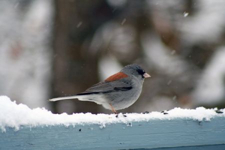 Junco