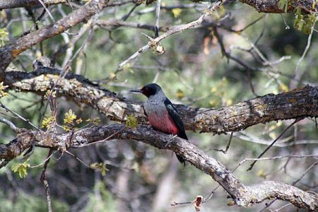 Lewis Woodpecker