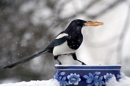 Magpie