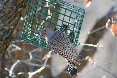 Northern Flicker