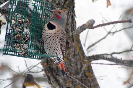 Northern Flicker