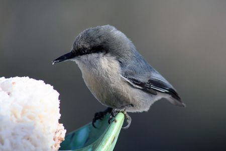 Pygmy Nuthatch