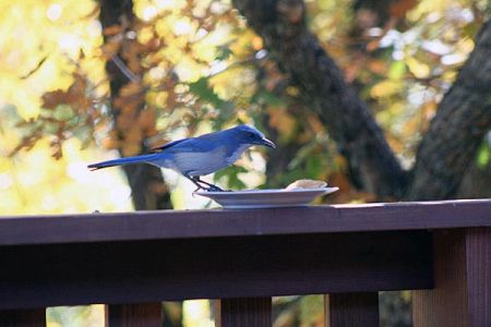 Scrub Jay