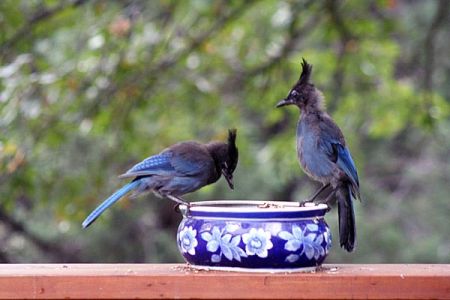 Steller's Jays