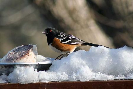 Towhee