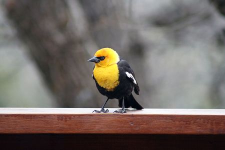 Yellow Headed Blackbird