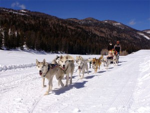 Dog Sledding in Durango